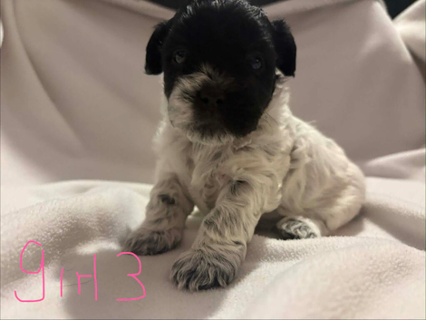 Shihpoo puppies