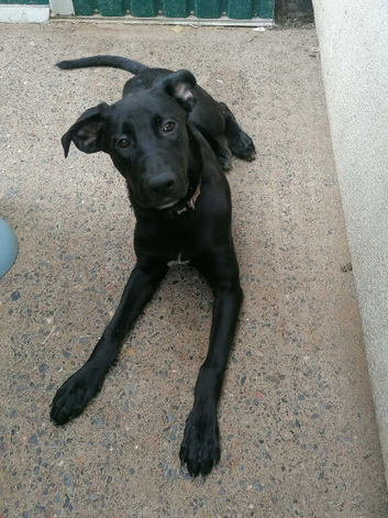 German shepherd X Cane Corso