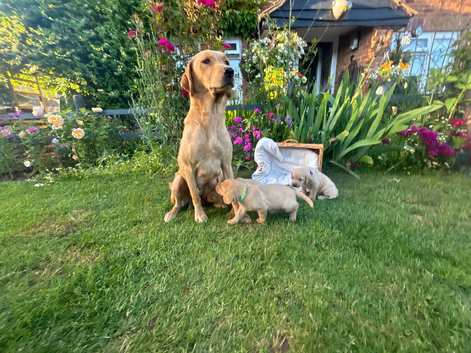 Two handsome Labrador boys