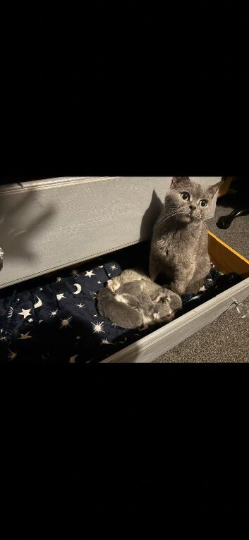 British shorthair cross