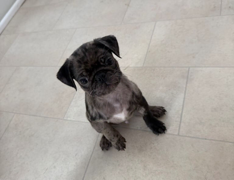 Last puppy 11 weeks old merle boy pug