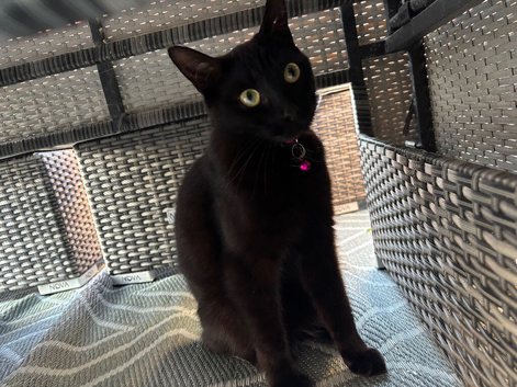 Beautiful Black 2 Year Old - Female