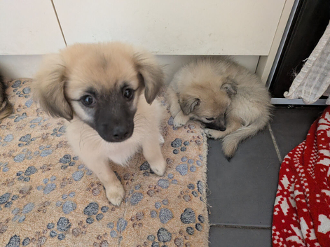Ready to go! Had both jabs. Boy and girl available