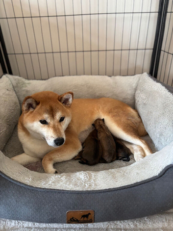 Japanese Shiba Inu puppies