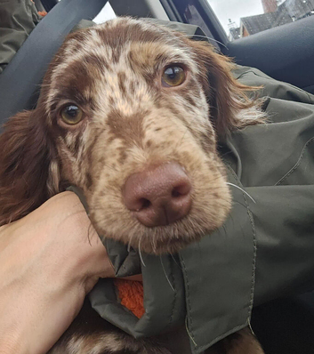 Female cocker spaniel