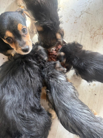 Cross breed puppies Yorkie/jack a poo