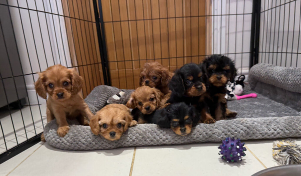 Cavalier King Charles x cava poo ready now
