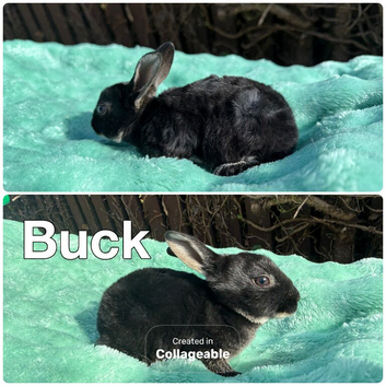 4 stunning buck rex
