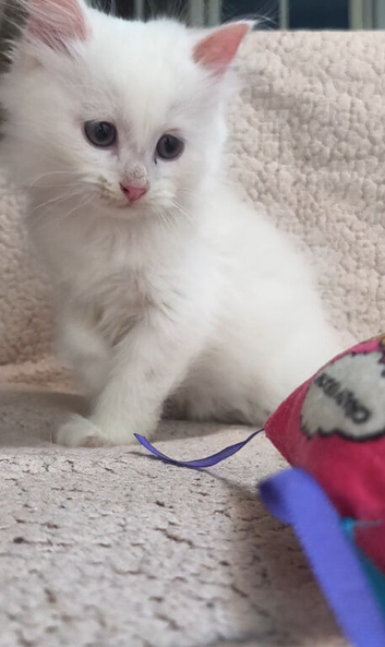 5 generation pedigree Siberian kittens READY