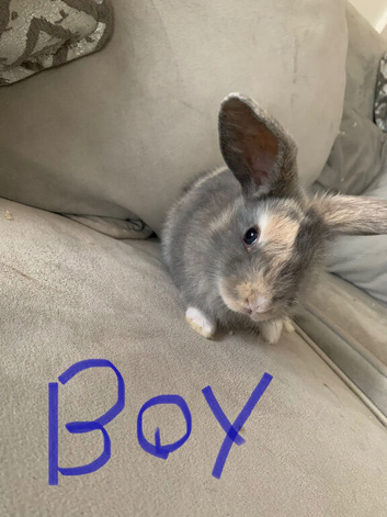 Baby lops ready for there forever homes 21st may