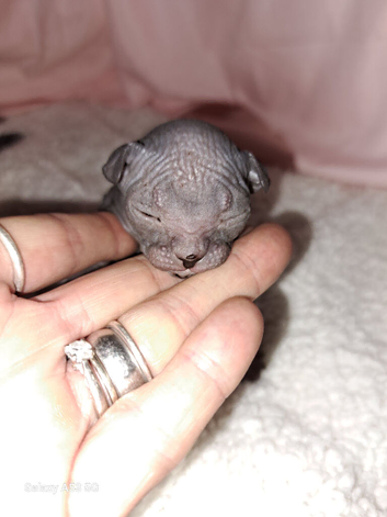 Sphynx kittens