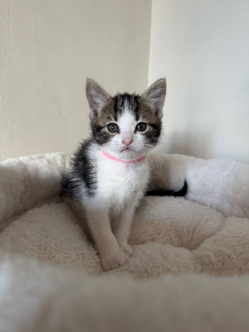 Kittens for sale
