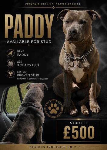 For Stud, &pound;500 or pick of litter