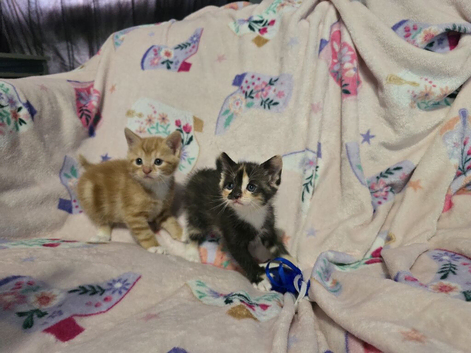 5 week old kittens 1 boy & 1 girl left