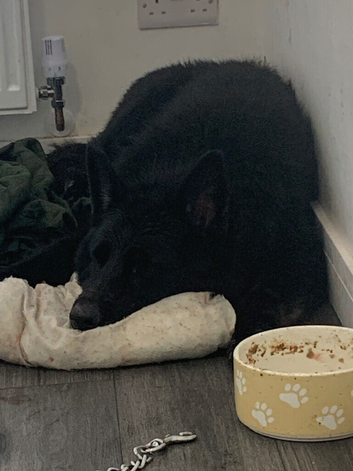 German shepherd (open offers) Essex area only urgent move
