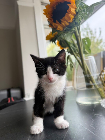 Male kitten