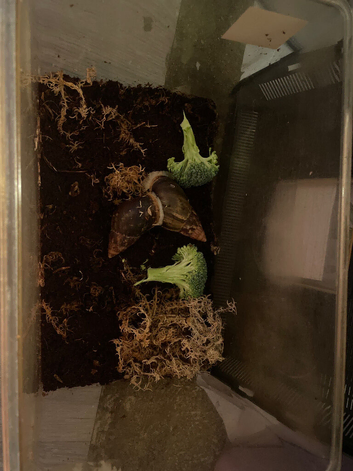 2 giant African land snails