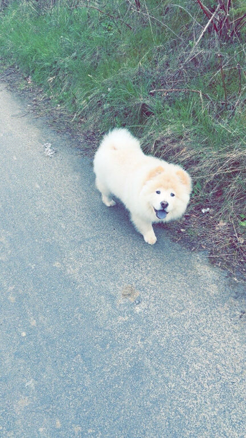 Chow chow