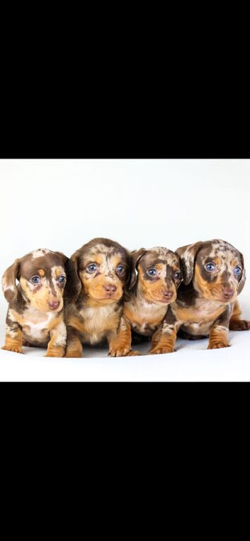 Chocolate dapple mini dachshund