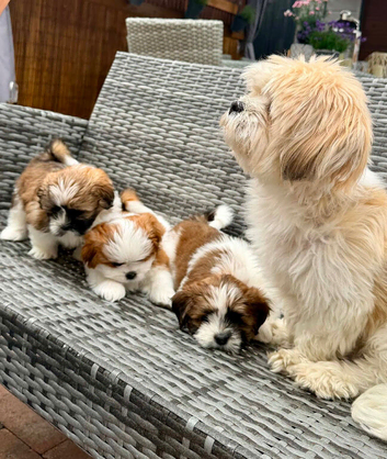 Shih Tzu puppies