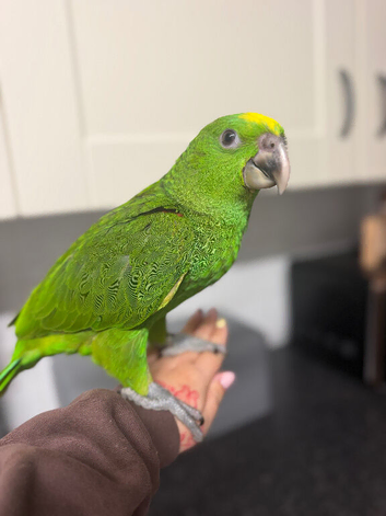 Hand-Reared Yellow Naped Amazon