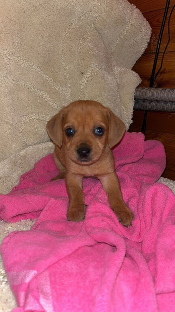 Chihuahua puppies