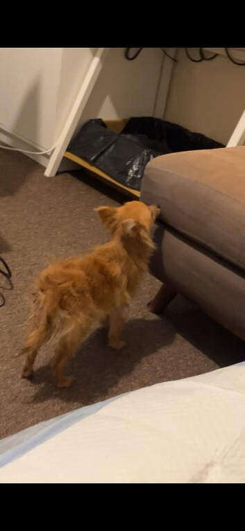 Lovely Pom