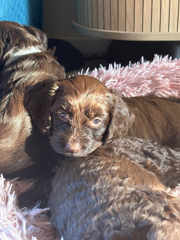 1 darling female chocolate cockapoo