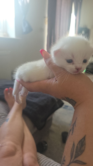 Kitten for sale
