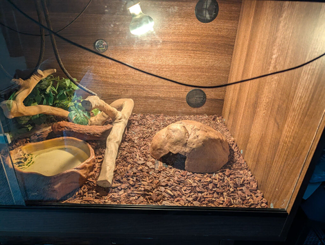 Vivarium and ball python