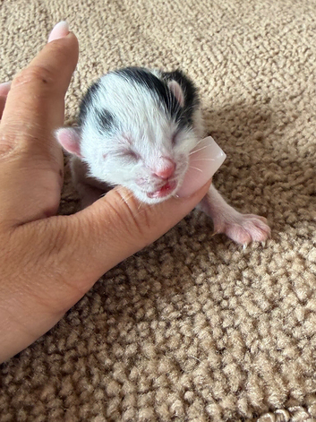Beautiful litter of British longhair