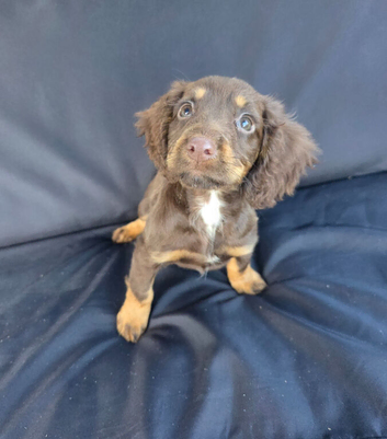 Working cocker spaniel girl
