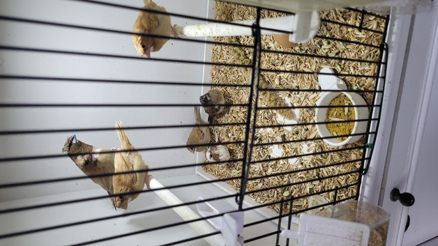 Bengalise finches