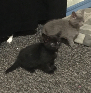 British blue cross (2 available)
