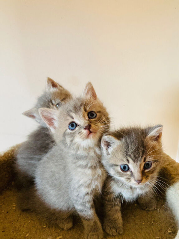 British long hair mix kittens