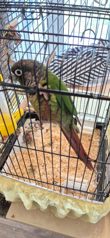 Conure and Ringneck