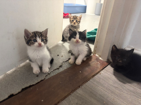 Domestic shorthair kittens