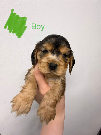 7 Show Cocker Spaniels for sale