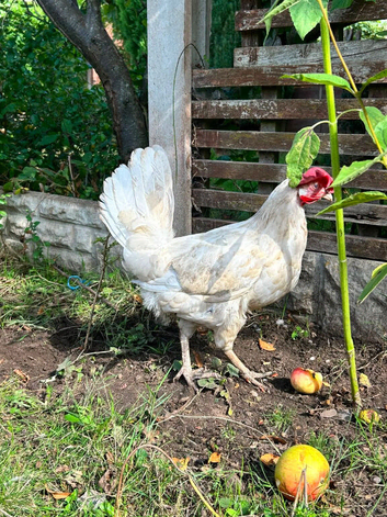 5 Chickens From Sale