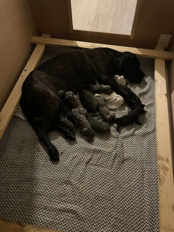 7 x Cane corso puppies