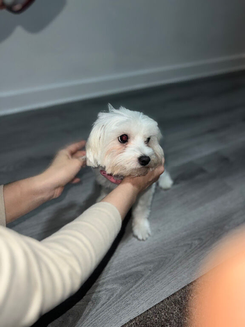 Bichon