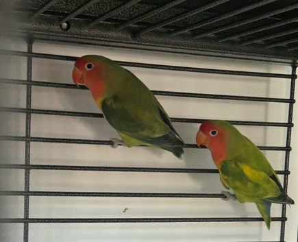 Hybrid lovebird bird pair
