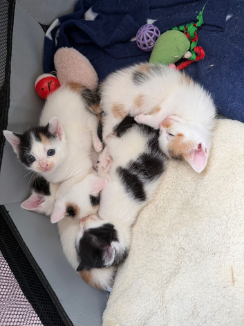 1 male 4 female