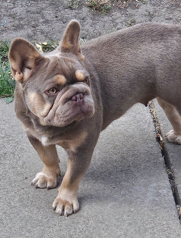 BIG ROPE FRENCH BULLDOG, FEMALE (NEW SHADE)