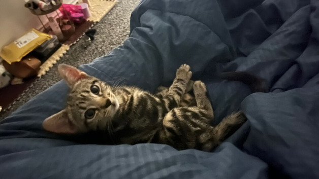 13 week only bengal boy kitten