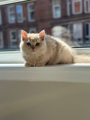 Beautiful British Longhair kitten looking for a loving forever home.