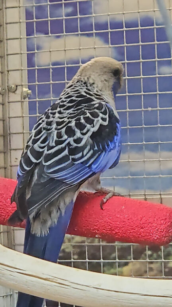 Stunning Variety Rosella & Pennants available