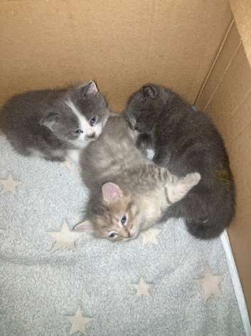 Beautiful part blue British shorthair kittens for sale