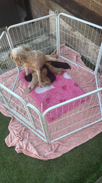 Cockapoo