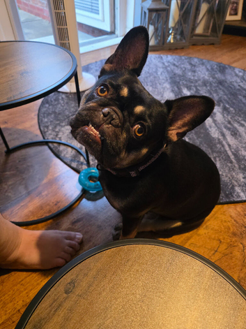 French bulldog
